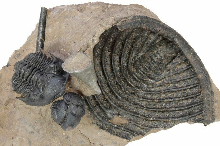 Metacanthina Trilobite With Reedops and Scabrella Tail #301720